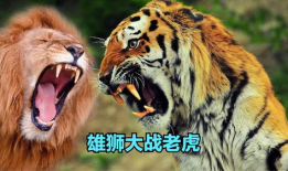 老虎和狮子打架视频,老虎与狮子激战正酣